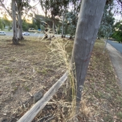 Austrostipa bigeniculata at Hughes, ACT - 6 Feb 2023