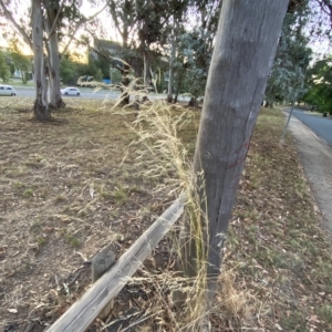 Austrostipa bigeniculata at Hughes, ACT - 6 Feb 2023