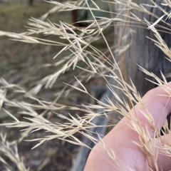 Austrostipa bigeniculata at Hughes, ACT - 6 Feb 2023