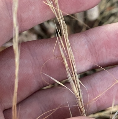 Austrostipa scabra (Corkscrew Grass, Slender Speargrass) at Hughes, ACT - 6 Feb 2023 by Tapirlord