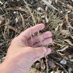 Austrostipa scabra at Hughes, ACT - 6 Feb 2023 08:13 PM