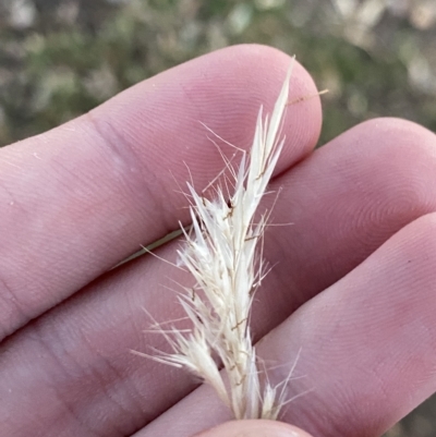 Rytidosperma racemosum (Striped Wallaby Grass) at Hughes, ACT - 6 Feb 2023 by Tapirlord