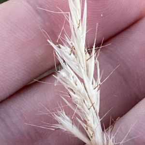 Rytidosperma racemosum at Hughes, ACT - 6 Feb 2023