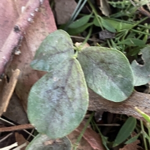 Glycine tabacina at Hughes, ACT - 6 Feb 2023 08:05 PM