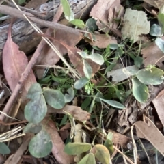 Glycine tabacina at Hughes, ACT - 6 Feb 2023 08:05 PM