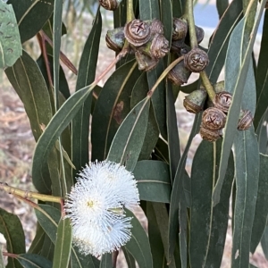 Eucalyptus globulus subsp. bicostata at Red Hill to Yarralumla Creek - 6 Feb 2023 08:02 PM