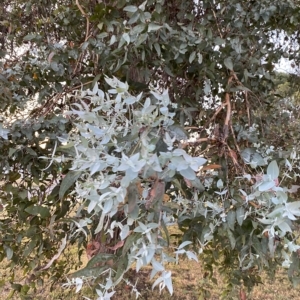 Eucalyptus cinerea subsp. cinerea at Hughes, ACT - 6 Feb 2023 08:02 PM