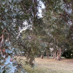 Eucalyptus cinerea subsp. cinerea at Hughes, ACT - 6 Feb 2023 08:02 PM