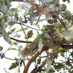 Eudynamys orientalis (Pacific Koel) at Weetangera, ACT - 22 Feb 2023 by AlisonMilton