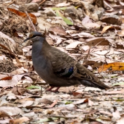 Phaps elegans (Brush Bronzewing) at Namadgi National Park - 22 Feb 2023 by JohnHurrell