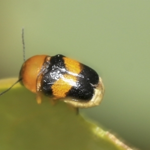 Aporocera (Aporocera) flaviventris at Belconnen, ACT - 23 Feb 2023 11:17 AM