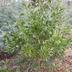 Acacia melanoxylon (Blackwood) at Namadgi National Park - 21 Feb 2023 by HappyWanderer