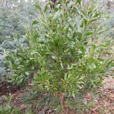 Acacia melanoxylon (Blackwood) - 22 Feb 2023 by HappyWanderer