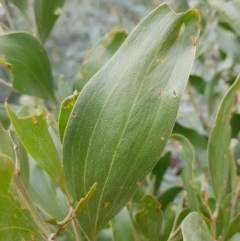 Acacia melanoxylon at Undefined Area - 22 Feb 2023