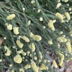 Calocephalus citreus (Lemon Beauty Heads) at Katoomba Park, Campbell - 20 Jan 2023 by MargD