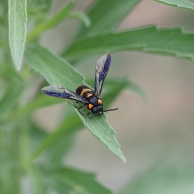 Pterygophorus cinctus (Bottlebrush sawfly) at Katoomba Park, Campbell - 20 Jan 2023 by MargD