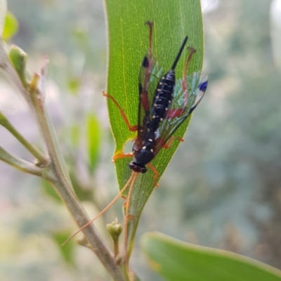 Echthromorpha intricatoria (Cream-spotted Ichneumon) at Undefined Area - 22 Feb 2023 by HappyWanderer