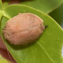 Paropsis atomaria (Eucalyptus leaf beetle) at Higgins, ACT - 23 Feb 2023 by AlisonMilton