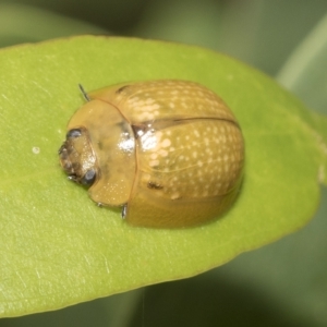 Paropsisterna cloelia at Higgins, ACT - 23 Feb 2023