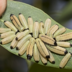 Paropsisterna cloelia at Higgins, ACT - 23 Feb 2023