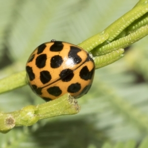 Harmonia conformis at Macquarie, ACT - 23 Feb 2023