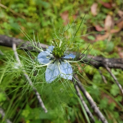 Nigella damascena (Love-in-a-mist) - 22 Feb 2023 by HappyWanderer