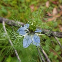 Nigella damascena at Undefined Area - 22 Feb 2023