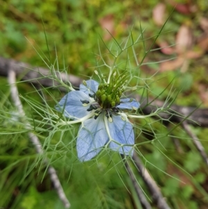 Nigella damascena at Undefined Area - 22 Feb 2023