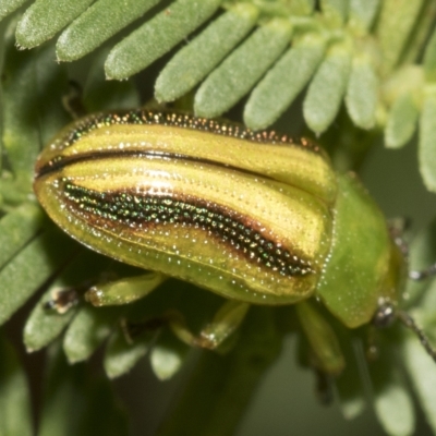 Calomela juncta (Leaf beetle) at Macquarie, ACT - 23 Feb 2023 by AlisonMilton