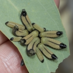 Paropsisterna cloelia (Eucalyptus variegated beetle) at Macquarie, ACT - 22 Feb 2023 by AlisonMilton