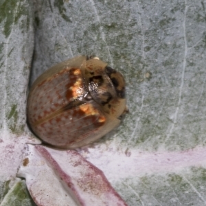 Paropsisterna m-fuscum at Macquarie, ACT - 23 Feb 2023