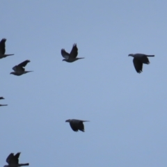 Lopholaimus antarcticus (Topknot Pigeon) at Narooma, NSW - 27 Jan 2023 by BenW
