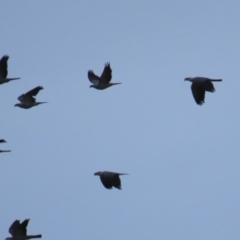 Lopholaimus antarcticus (Topknot Pigeon) at Narooma, NSW - 26 Jan 2023 by TomW