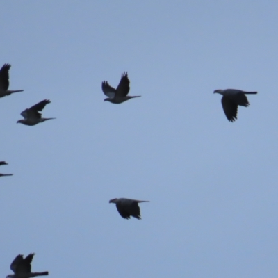 Lopholaimus antarcticus (Topknot Pigeon) at Narooma, NSW - 26 Jan 2023 by TomW