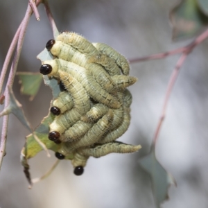 Pseudoperga sp. (genus) at Macquarie, ACT - 23 Feb 2023