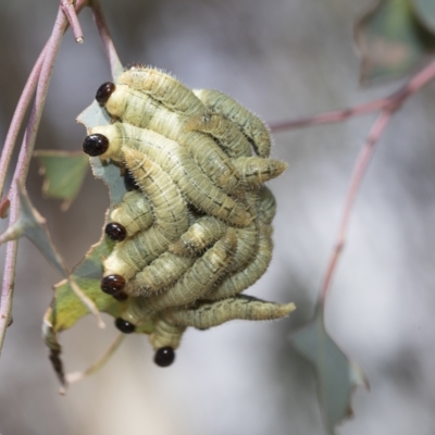 Pseudoperga sp. (genus) (Sawfly, Spitfire) at Macquarie, ACT - 23 Feb 2023 by AlisonMilton