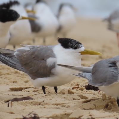 Thalasseus bergii (Crested Tern) at Narooma, NSW - 26 Jan 2023 by BenW