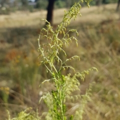 Cassinia sifton at Watson, ACT - 20 Feb 2023