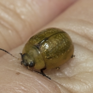 Paropsisterna cloelia at Macquarie, ACT - 23 Feb 2023 09:49 AM