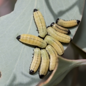 Paropsisterna cloelia at Macquarie, ACT - 23 Feb 2023 09:49 AM