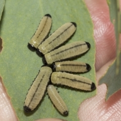 Paropsisterna cloelia at Macquarie, ACT - 23 Feb 2023 09:49 AM