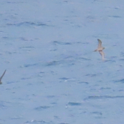Ardenna pacifica (Wedge-tailed Shearwater) at Narooma, NSW - 26 Jan 2023 by TomW