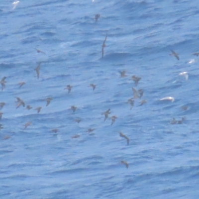 Ardenna pacifica (Wedge-tailed Shearwater) at Narooma, NSW - 26 Jan 2023 by TomW