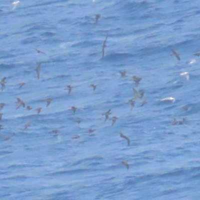 Ardenna pacifica (Wedge-tailed Shearwater) at Narooma, NSW - 26 Jan 2023 by BenW