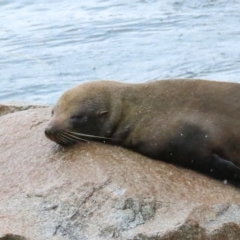 Arctocephalus pusillus doriferus (Australian Fur-seal) at Narooma, NSW - 26 Jan 2023 by BenW