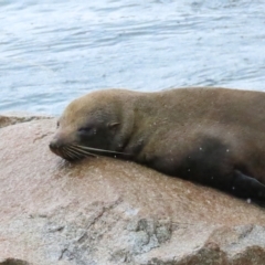 Arctocephalus pusillus doriferus (Australian Fur-seal) at Narooma, NSW - 26 Jan 2023 by TomW