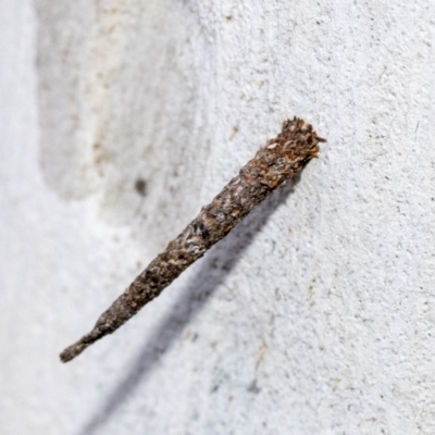 Conoeca guildingi (A case moth) at Page, ACT - 23 Feb 2023 by AlisonMilton
