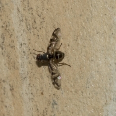 Platystomatidae (family) (Unidentified signal fly) at Page, ACT - 23 Feb 2023 by AlisonMilton