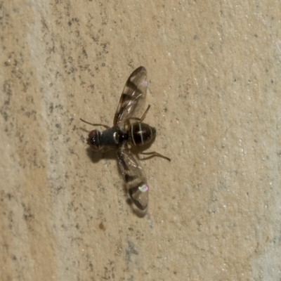 Platystomatidae (family) (Unidentified signal fly) at Page, ACT - 22 Feb 2023 by AlisonMilton