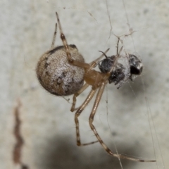 Cryptachaea gigantipes (White porch spider) at Page, ACT - 23 Feb 2023 by AlisonMilton